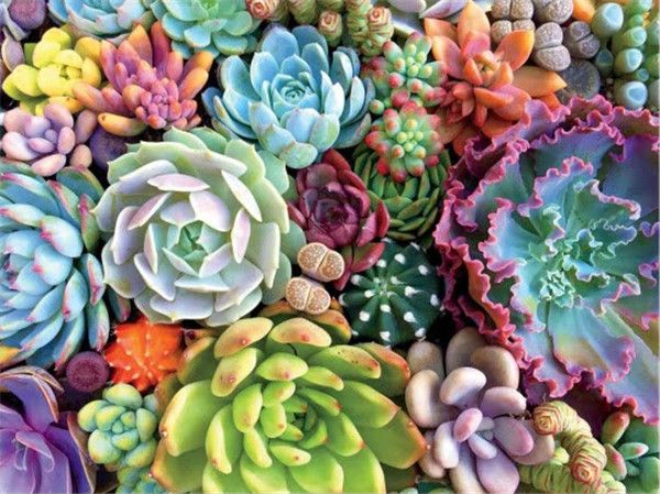 succulent paint by numbers Looking Sharp, Succulents! Paint by Numbers Kit With a Frame – Craftmate
