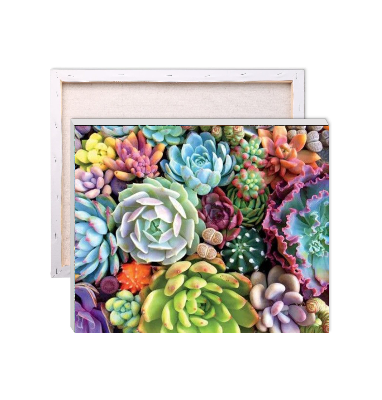 Looking Sharp, Succulents! Paint by Numbers Kit